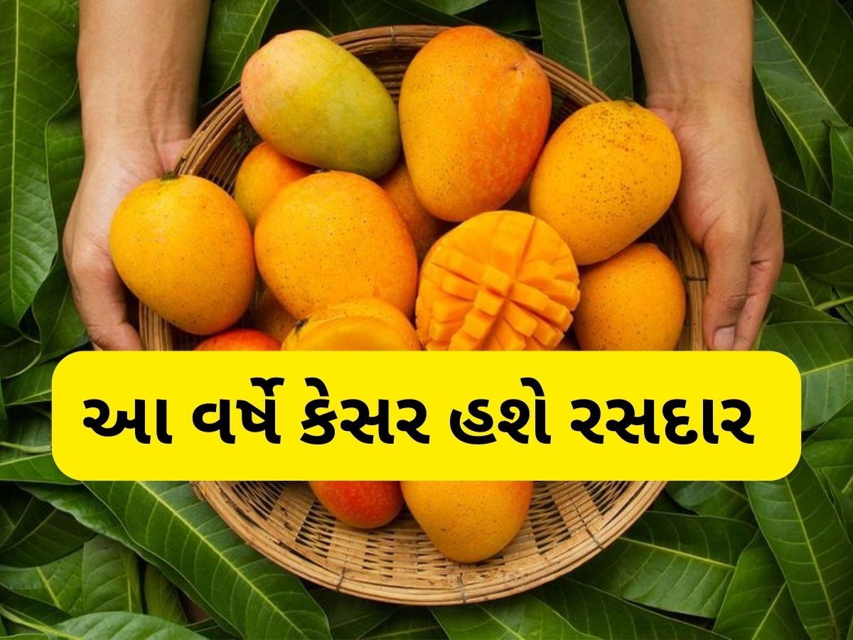 કેસર કેરી પર આ વર્ષે કુદરત મહેરબાન, અનુકૂળ વાતાવરણને કારણે થશે પુષ્કળ ઉત્પાદન કેસર કેરી પર આ વર્ષે કુદરત મહેરબાન, અનુકૂળ વાતાવરણને કારણે થશે પુષ્કળ ઉત્પાદન
