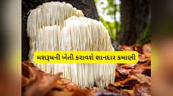 મશરૂમની આ જાત કરી દેશે માલામાલ! 1 કિલોનો ભાવ 10 હજાર રૂપિયા, આ રીતે કરો ખેતી