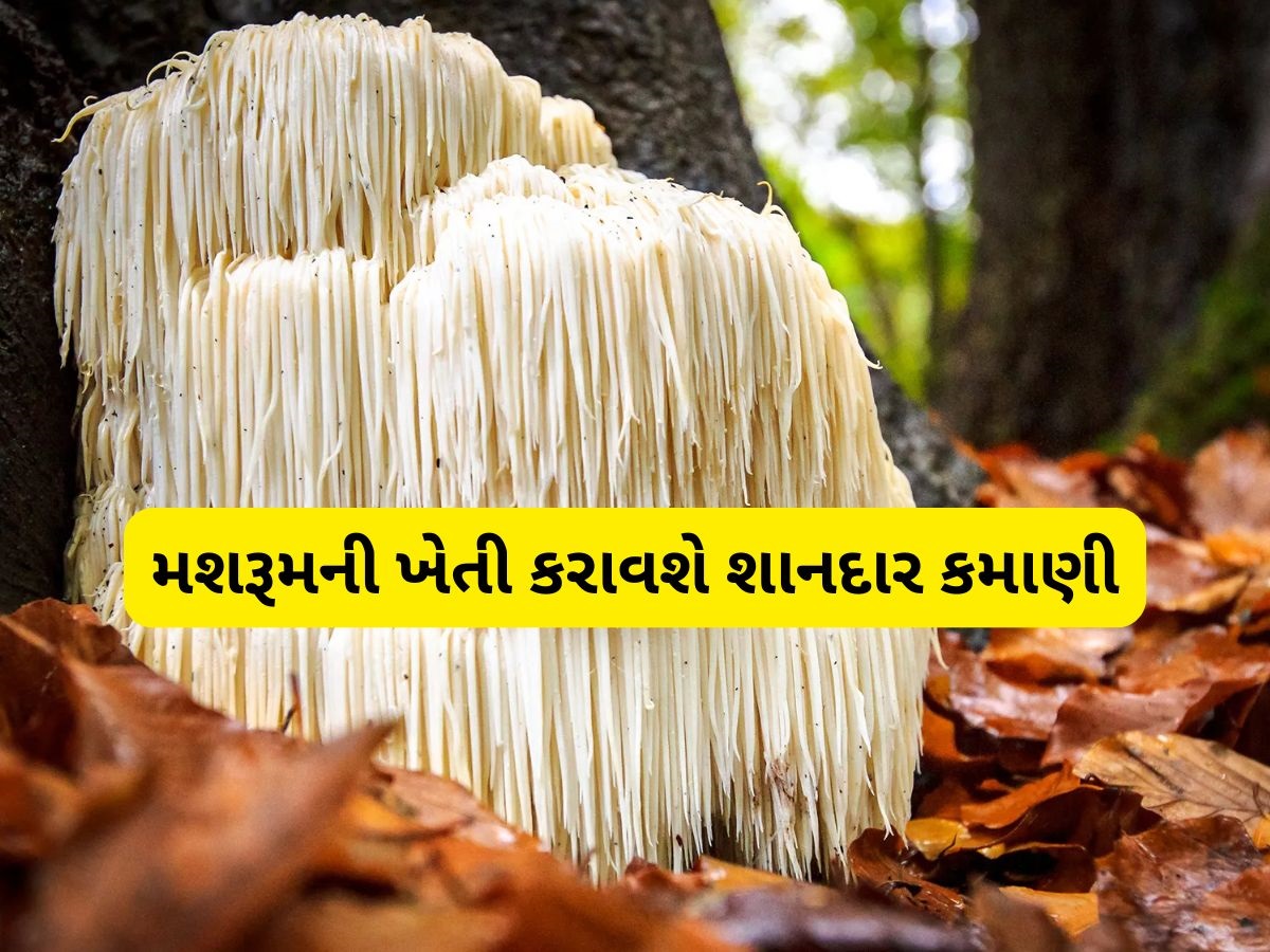 મશરૂમની આ જાત કરી દેશે માલામાલ! 1 કિલોનો ભાવ 10 હજાર રૂપિયા, આ રીતે કરો ખેતી મશરૂમની આ જાત કરી દેશે માલામાલ! 1 કિલોનો ભાવ 10 હજાર રૂપિયા, આ રીતે કરો ખેતી