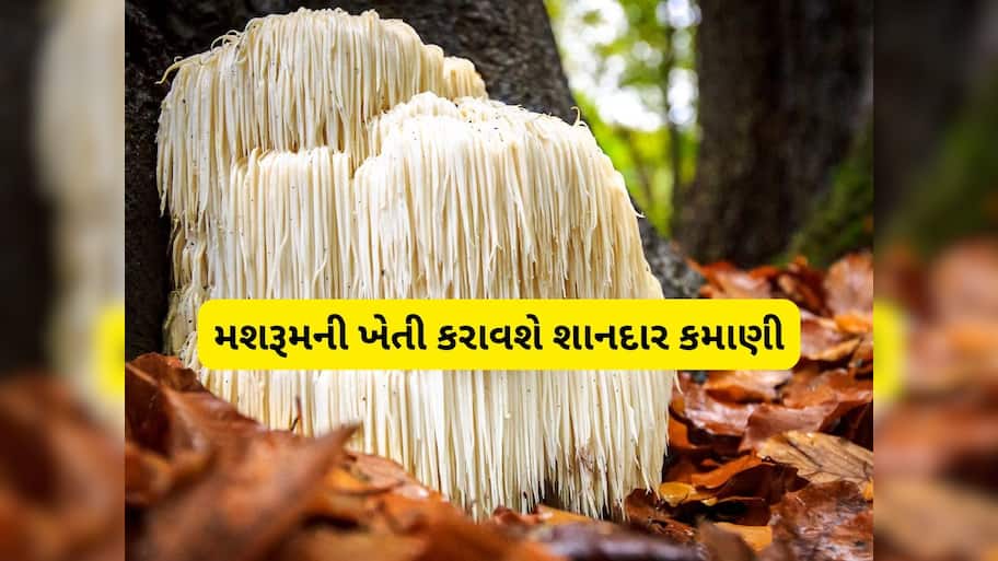 મશરૂમની આ જાત કરી દેશે માલામાલ! 1 કિલોનો ભાવ 10 હજાર રૂપિયા, આ રીતે કરો ખેતી