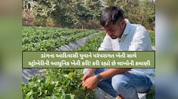 ડાંગના આદિવાસી યુવાને સ્ટ્રોબેરીમાં કાઠું કાઢ્યું! 2 એકરમાંથી લેશે 20-25 લાખની આવક