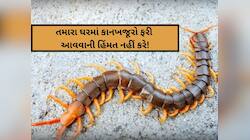 સિંકમાંથી રોજ નીકળી રહ્યા છે કાનખજૂરો? આ 2 રીતે થશે સફાયો, ફરી આવવાની હિંમત નહીં કરે
