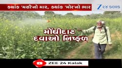ખેડૂતો માટે પડકાર બન્યો આ કુદરતનો ટ્રિપલ એટેક, તૈયાર પાક બરબાદીના આરે