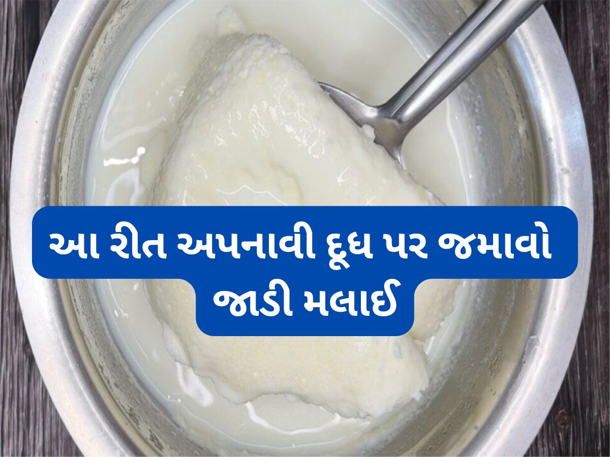 Thick Malai: દૂધમાં એકદમ જાડી મલાઈ જામશે, દૂધ ઉકાળો ત્યારે તેમાં ઉમેરી દેજો આ સફેદ દાણા, રોટલા જેવી જાડી મલાઈ થશે Thick Malai: દૂધમાં એકદમ જાડી મલાઈ જામશે, દૂધ ઉકાળો ત્યારે તેમાં ઉમેરી દેજો આ સફેદ દાણા, રોટલા જેવી જાડી મલાઈ થશે