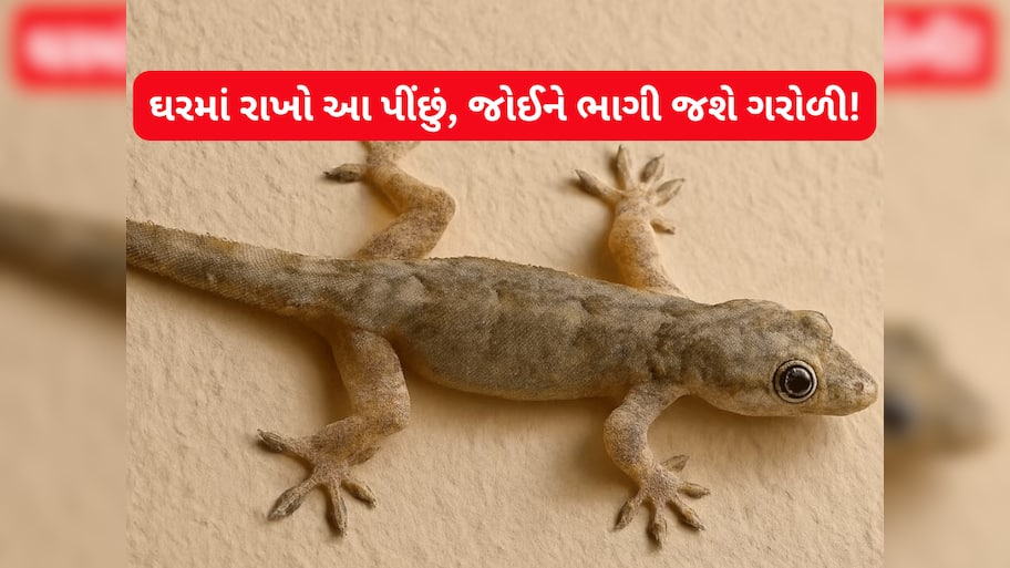 ગરોળી એક પક્ષીના પીંછાંથી ડરે છે? ઘરમાંથી ગરોળી ભગાડવા માટે પીંછાંનો આ રીતે કરો ઉપયોગ