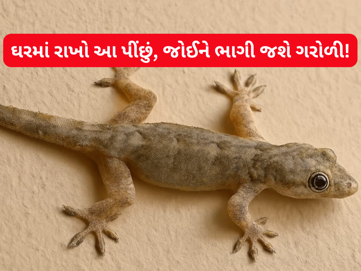 ગરોળી એક પક્ષીના પીંછાંથી ડરે છે? ઘરમાંથી ગરોળી ભગાડવા માટે પીંછાંનો આ રીતે કરો ઉપયોગ ગરોળી એક પક્ષીના પીંછાંથી ડરે છે? ઘરમાંથી ગરોળી ભગાડવા માટે પીંછાંનો આ રીતે કરો ઉપયોગ