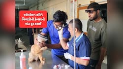 બિલાડીમાં લીવર કેન્સરના ઓપરેશનની દેશમાં પ્રથમ ઘટના : બચાવી લેવાયો બિલાડીનો જીવ 