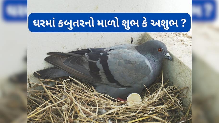Vastu Tips: ઘરની બાલકની કે ખુલ્લી જગ્યામાં કબુતર માળો બનાવી ઈંડા મુકે તે શુભ કે અશુભ જાણો 
