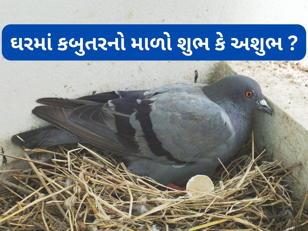 Vastu Tips: ઘરની બાલકની કે ખુલ્લી જગ્યામાં કબુતર માળો બનાવી ઈંડા મુકે તે શુભ કે અશુભ જાણો Vastu Tips: ઘરની બાલકની કે ખુલ્લી જગ્યામાં કબુતર માળો બનાવી ઈંડા મુકે તે શુભ કે અશુભ જાણો