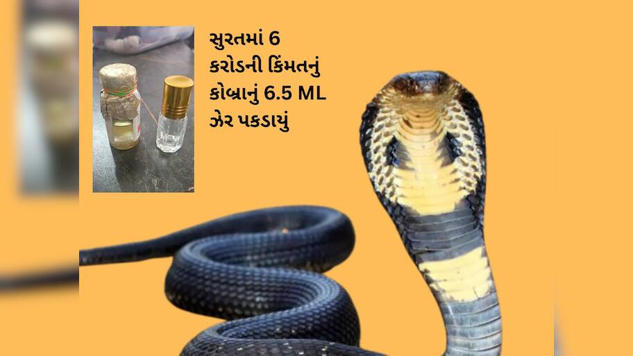 ગુજરાતના ઈતિહાસમાં પહેલીવાર કોબ્રા સાપનું 6.5 મિલીલીટર ઝેર પકડાયું, બજાર કિંમત છે આશરે 5,85,00,000 રૂપિયા!