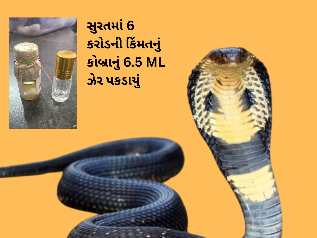 ગુજરાતના ઈતિહાસમાં પહેલીવાર કોબ્રા સાપનું 6.5 મિલીલીટર ઝેર પકડાયું, બજાર કિંમત છે આશરે 5,85,00,000 રૂપિયા! ગુજરાતના ઈતિહાસમાં પહેલીવાર કોબ્રા સાપનું 6.5 મિલીલીટર ઝેર પકડાયું, બજાર કિંમત છે આશરે 5,85,00,000 રૂપિયા!