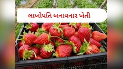 ખેતી નહીં, કમાણીનું મશીન! સ્ટ્રોબેરી ઓછા સમયમાં ભરશે ખેડૂતોની તિજોરી, જાણો વિગત