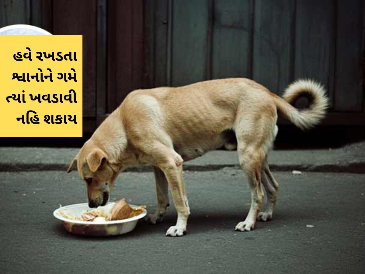 હવે અમદાવાદમાં રસ્તા પર ગમે ત્યાં રખડતા કૂતરાઓને નહિ ખવડાવી શકાય, નવો નિયમ આવ્યો