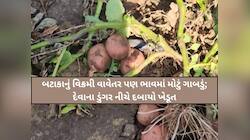 "સાહેબ, ખર્ચો પણ નથી નીકળતો,હવે તો સબસિડી આપો! બટાટાના પાક વચ્ચે ખેડૂતોના આંખમા પાણી