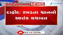 દાહોદમાં શ્વાનનો આતંક, 10થી વધુ લોકોને બનાવ્યા નિશાન, CCTV ફૂટેજ આવ્યા સામે