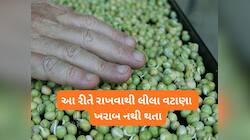 લીલા વટાણા ફોલી રાખો પછી ઉગી જાય છે? તો જાણો ફ્રીજમાં કેવી રીતે વટાણા ફ્રેશ રહે