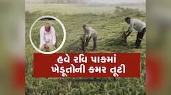 શિયાળામાં કમોસમી વરસાદથી પાકને ભારે નુકસાન, ખેડૂતોના મોઢામાં આવેલો કોળિયો છીનવાયો
