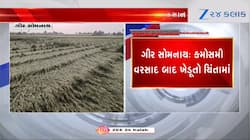 ખેડૂતોની મહેનત પર પાણી ફરી વળ્યું, ગીર સોમનાથમાં કમોસમી વરસાદથી ભારે નુકસાન