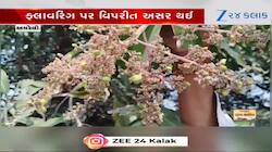 ખેડૂતો પર કુદરતનો માર, વાતાવરણમાં ફેરફારથી કેરીના પાકમાં આવ્યો રોગ !