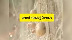 માટીની જરૂર નથી! બટાકા હવે હવામાં ઉગશે, આ તકનીકથી તૈયાર થઈ રહ્યાં છે બીજ