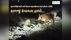 ભૂખ્યા સિંહો સામે પહાડ બનીને ઉભી રહી ગાય માતા! નજર સામે સિંહોએ વાછરડાની મિજબાની કરી