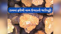 ટાલ પર વાળ ઉગાડવામાં મદદ કરી શકે છે આ ચાઈનીઝ જડીબુટ્ટી, રિસર્ચમાં સામે આવ્યા ફાયદા
