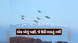 GK : એવું કયું પક્ષી છે, જે ક્યારેય ઉડી શકતું નથી ? એક ક્લિકમાં જાણી લો જવાબ