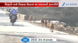 Video : ગુજરાતમાં શિક્ષકો હવે શ્વાનની ગણતરી કરશે