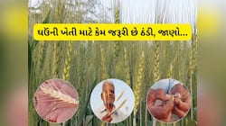 અચાનક ઠંડી ગાયબ થતા ઘઉંના પાકને થશે છે નુકસાન, ઉત્પાદન સામે વજન ઘટવાની સંભાવના