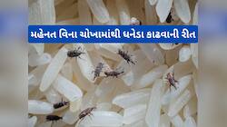 Lifehacks: આ વસ્તુની પોટલી ચોખાના ડબ્બામાં રાખી દો, ચોખામાંથી આપોઆપ નીકળી જશે ધનેડા