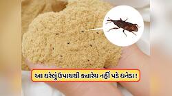 ચોખા અને લોટમાં ક્યારેય નહીં પડે ધનેડા, ફક્ત અપનાવો સ્ટોર કરવાની આ બેસ્ટ ટિપ્સ !