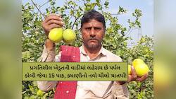 ભાવનગરના ખેડૂતની કમાલ: સિડલેસ લીંબુ-પર્પલ કોબી જેવા પાકની ખેતી દ્વારા કરે છે કમાણી