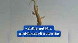 ગરમીમાં ઘરમાં ગરોળી શા માટે વધી જાય ? ગરોળીને માર્યા વિના ઘરમાંથી ભગાડવાની 3 સરળ રીત