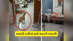 સરકારી હોસ્પિટલમાં રખડતા શ્વાન મુદ્દે આરોગ્ય વિભાગનો આદેશ : તબીબોને સોંપાઈ જવાબદારી