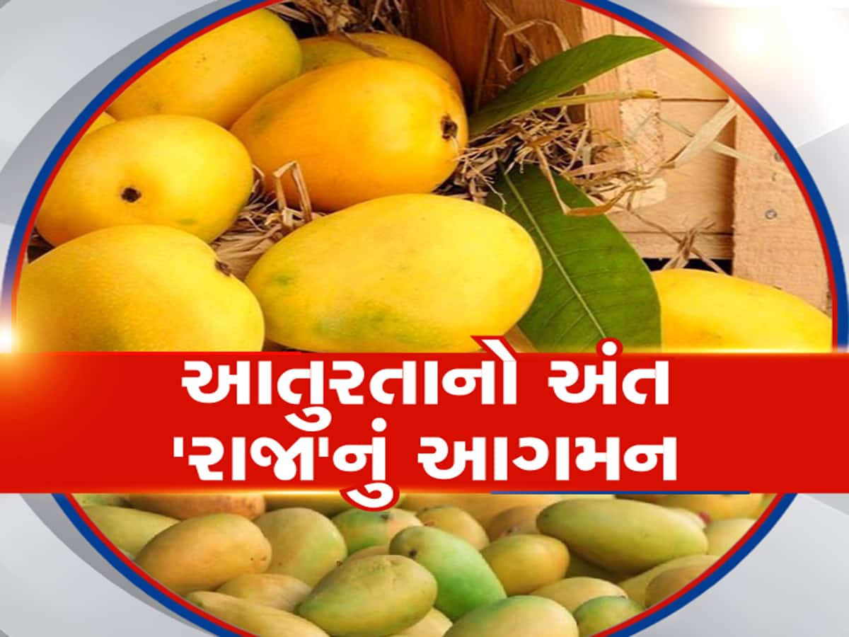 Kesar mango lovers get ready season has started in Junagadh Market Yard ...