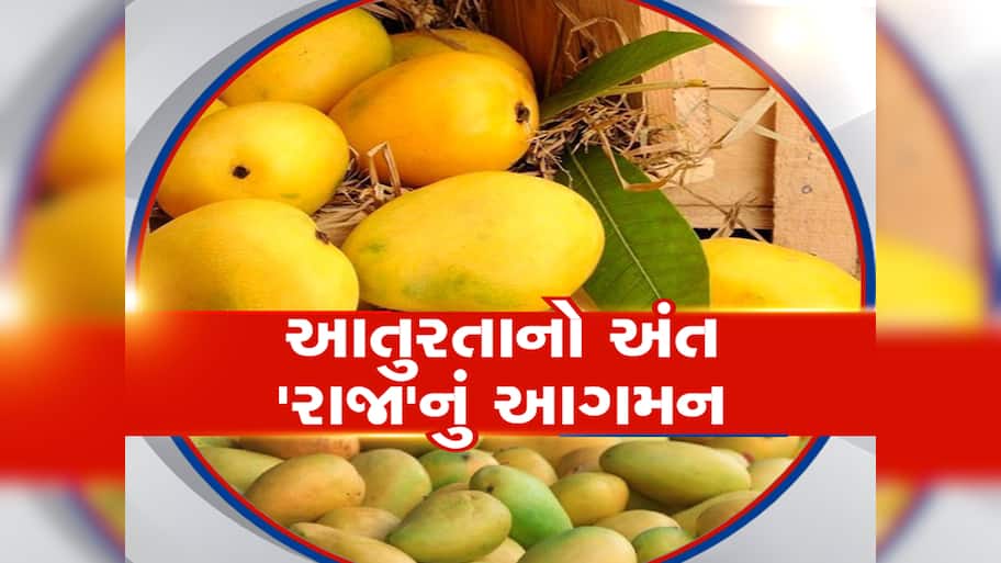 Kesar mango lovers get ready season has started in Junagadh Market Yard ...