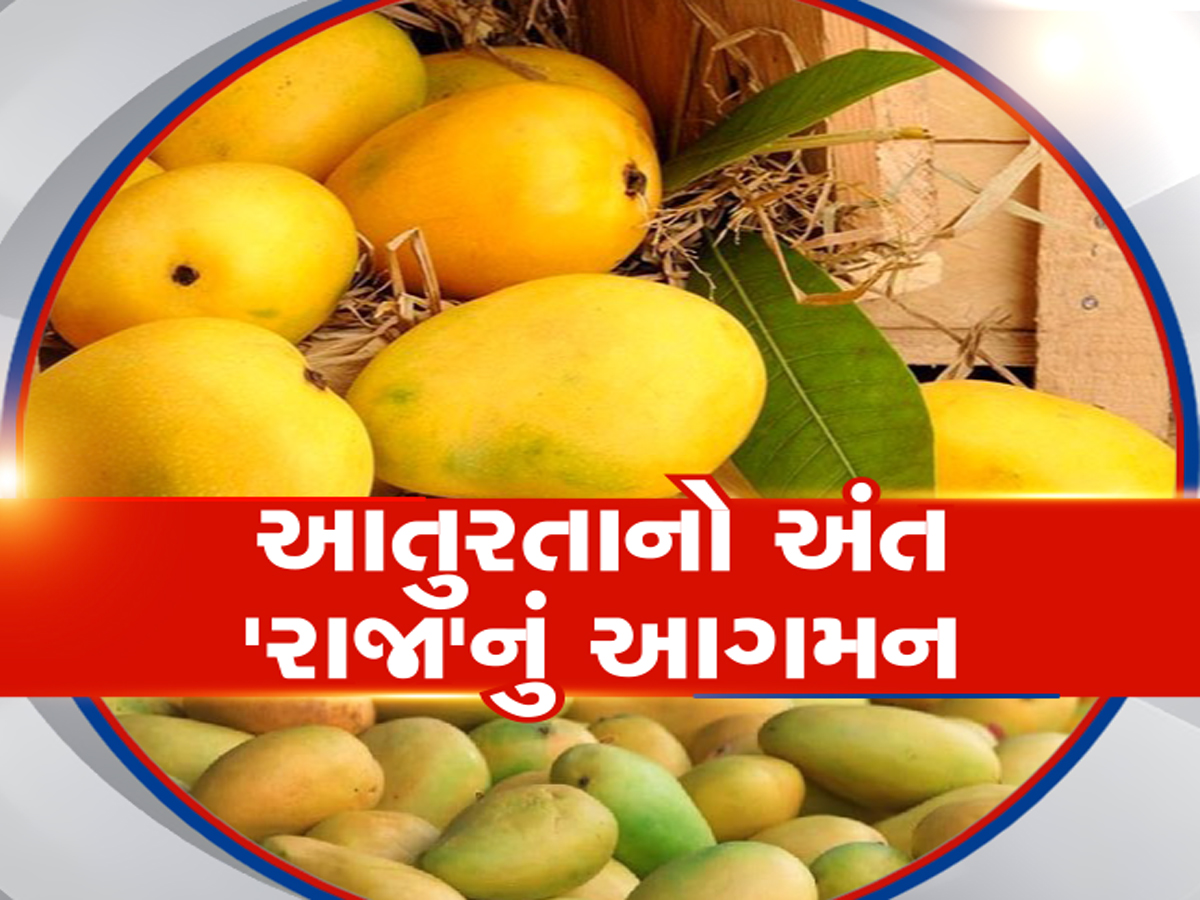 Kesar mango lovers get ready season has started in Junagadh Market Yard ...