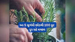 Mosquitoes: ઘરમાં રાખો 5 સુગંધી છોડ, ઘરમાંથી મચ્છર ભાગી જશે અને ઘરની સુંદરતા પણ વધશે