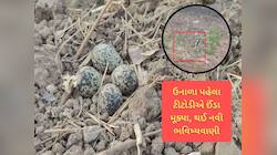 ટીટોડીએ ત્રણને બદલે ચાર ઈંડા મૂક્યા! સમય પહેલા ઈંડા મૂકવાથી ચોમાસાની ભવિષ્યવાણી પલટા