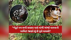 'રિવોલ્વર-દારૂની પરમિટ મળે તો ગાંજો વાવવાની કેમ નહીં?' સોશિયલ મીડિયામાં ખેડૂતનો પત્ર