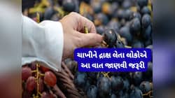 દ્રાક્ષ ઘરે લાવી આ રીતે સાફ કર્યા પછી જ ખાવી, નહીં તો દ્રાક્ષ ખાધા પછી બીમાર પડશો