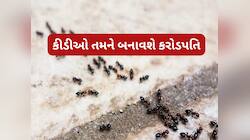 ચૈત્ર મહિનાનું સૌથી પવિત્ર કામ, રોજ પુરો કીડીયારું, આખું વર્ષ જીવનમાં વહેશે સમૃદ્ધિ