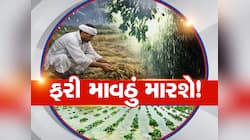 ગુજરાત પર માવઠાનું સંકટ યથાવત! નવું વેસ્ટર્ન ડિસ્ટર્બન્સ સક્રિય થતા વરસાદની આગાહી