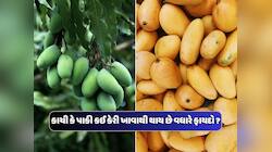 Mango Benefits: કાચી કેરી કે પાકી કેરી, સ્વાસ્થ્ય માટે કઈ છે વધુ ફાયદાકારક ? જાણો 