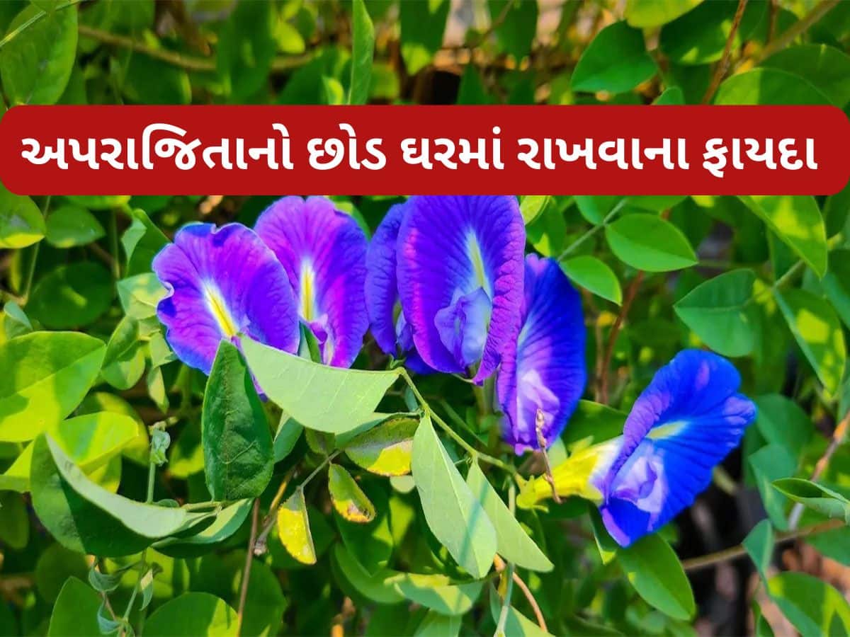 Aparajita: અપરાજિતામાં જેટલા ફુલ વધે એટલું ઘરમાં ધન વધે, યોગ્ય દિશામાં છોડ રાખો તો ભાગ્ય પલટી મારે