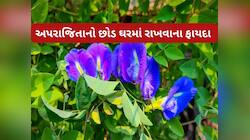 અપરાજિતામાં જેટલા ફુલ વધે એટલું ધન વધે, યોગ્ય દિશામાં છોડ હોય તો ભાગ્ય પલટી મારે