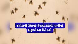 રસોડાની સિંકમાં ડ્રેઇન ફ્લાઈસ વધી ગઈ છે ? આ ટીપ્સ અપનાવી ગટરની માખીઓથી મેળવો છુટકારો