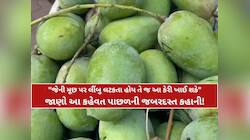 ફળોના રાજામાં પણ જેનું નામ છે 'જમાદાર', જાણો કેમ મહુવાની આ કેરી પાછળ ઘેલા છે લોકો?