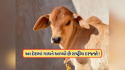 શું તમે જાણો છો? ભારત નહીં, આ દેશનું રાષ્ટ્રીય પ્રાણી છે ગાય, ગૌમાંસ ખાવું છે ગુનો