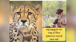 ગુજરાતમાં મોંઘેરા મહેમાન આવવાની તૈયારી! ચોમાસા બાદ ગુજરાતમાં જોવા મળશે ચિત્તા
